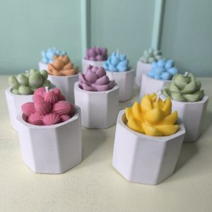 Maceta con suculenta