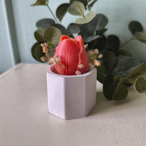 Macetita con tulipan