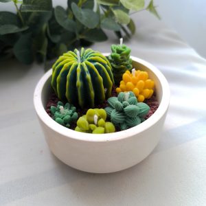 Arreglo tazón redondo biznaga y suculentas