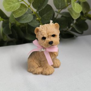 Perro Terrier capuchino